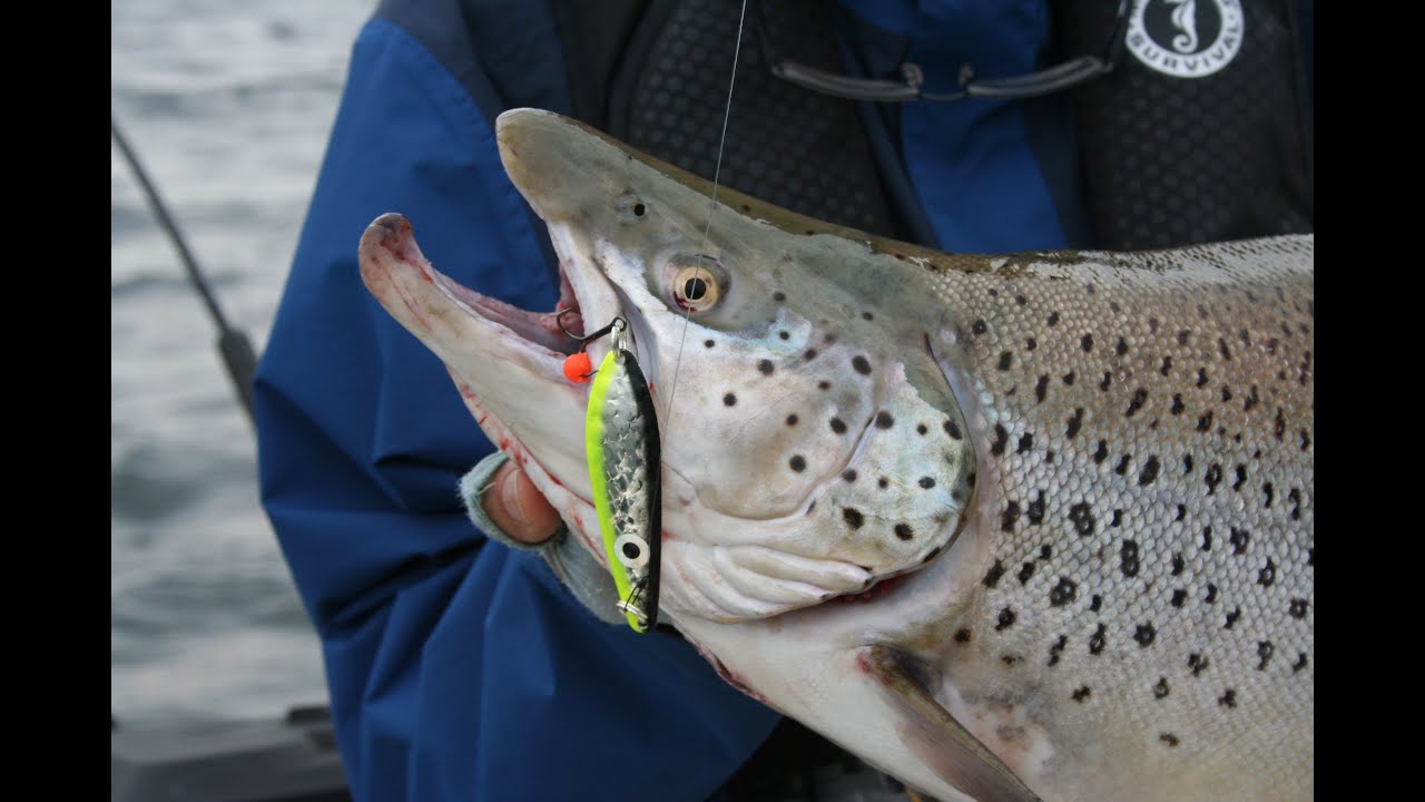 OUTDOOR PASSION  OSWEGO GIANT  SUMMER BROWN TROUT