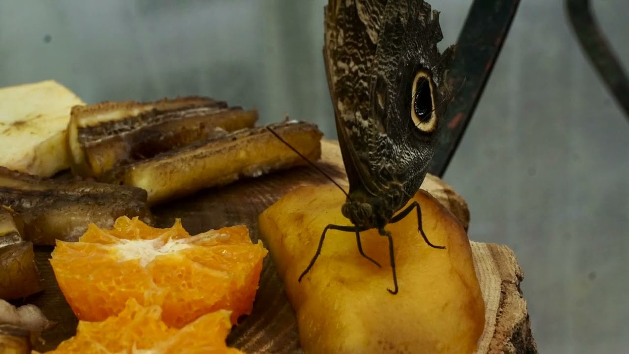 Botanischer Garten Linz -Schmetterlings-Austellung