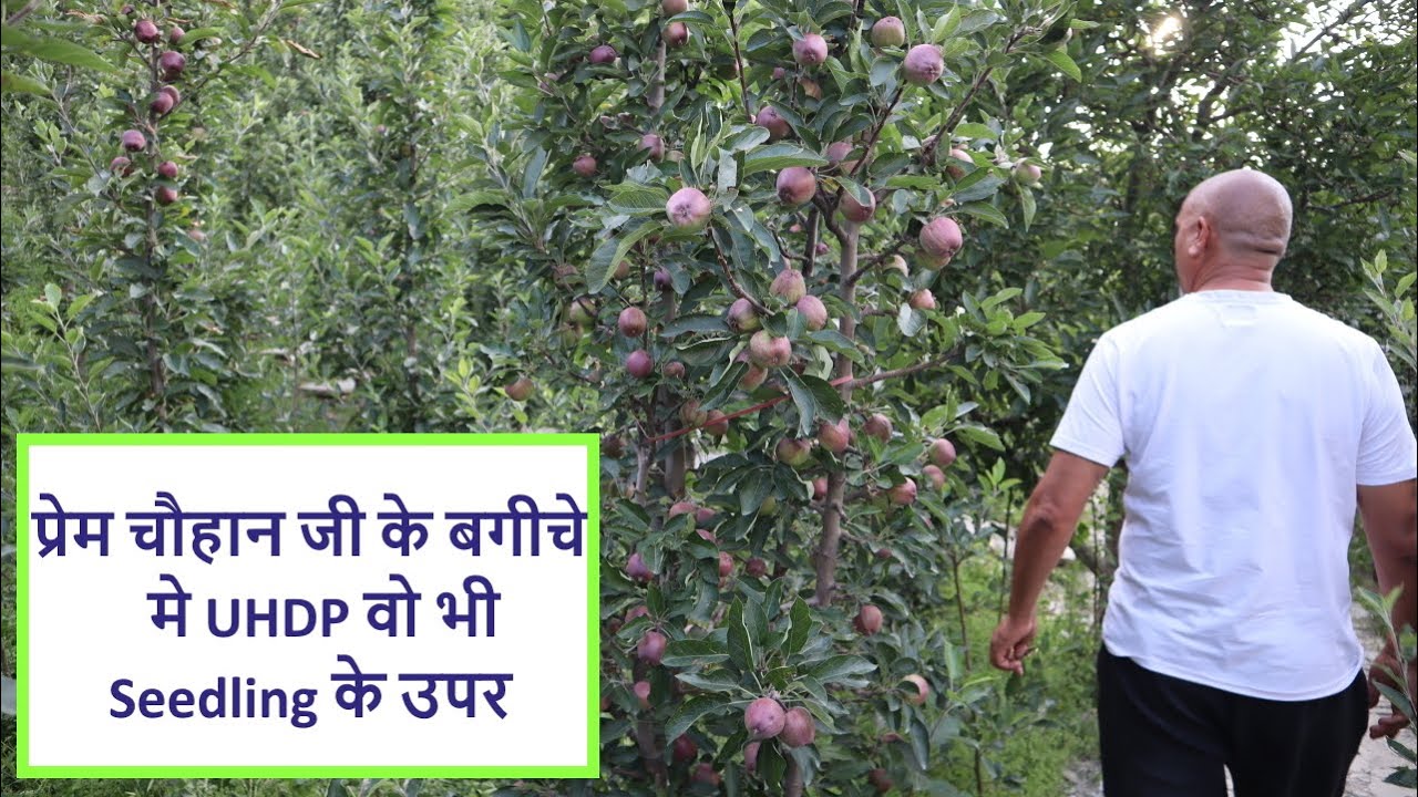 प्रेम चौहान जी (Shentoo) के APS ORCHARD में की गई UHDP - Seedling की पहली OFFICIAL झलक - PART 2