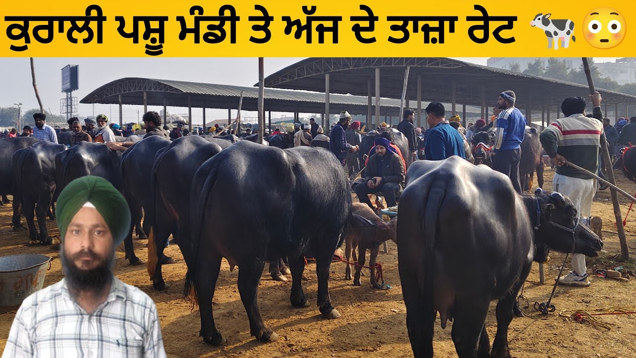 ਕੁਰਾਲੀ ਪਸ਼ੂ ਮੰਡੀ ।। Kurali Pashu mandi today।। #buffalo #cow