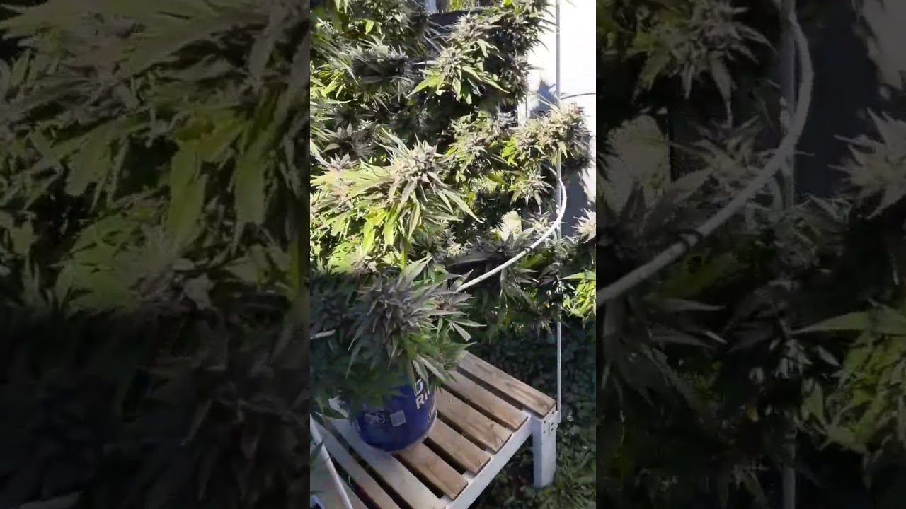 Deathstar harvest time