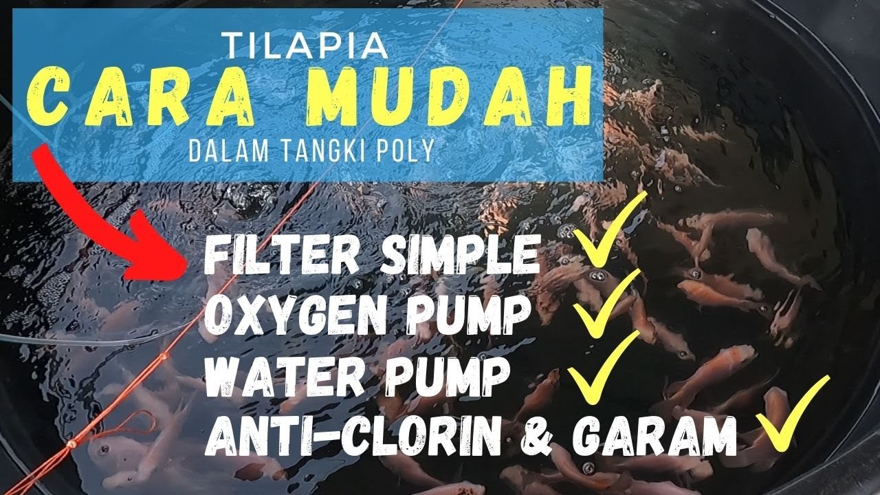 Penternakan Tilapia Cara Mudah & Bajet [ untuk hobi ]