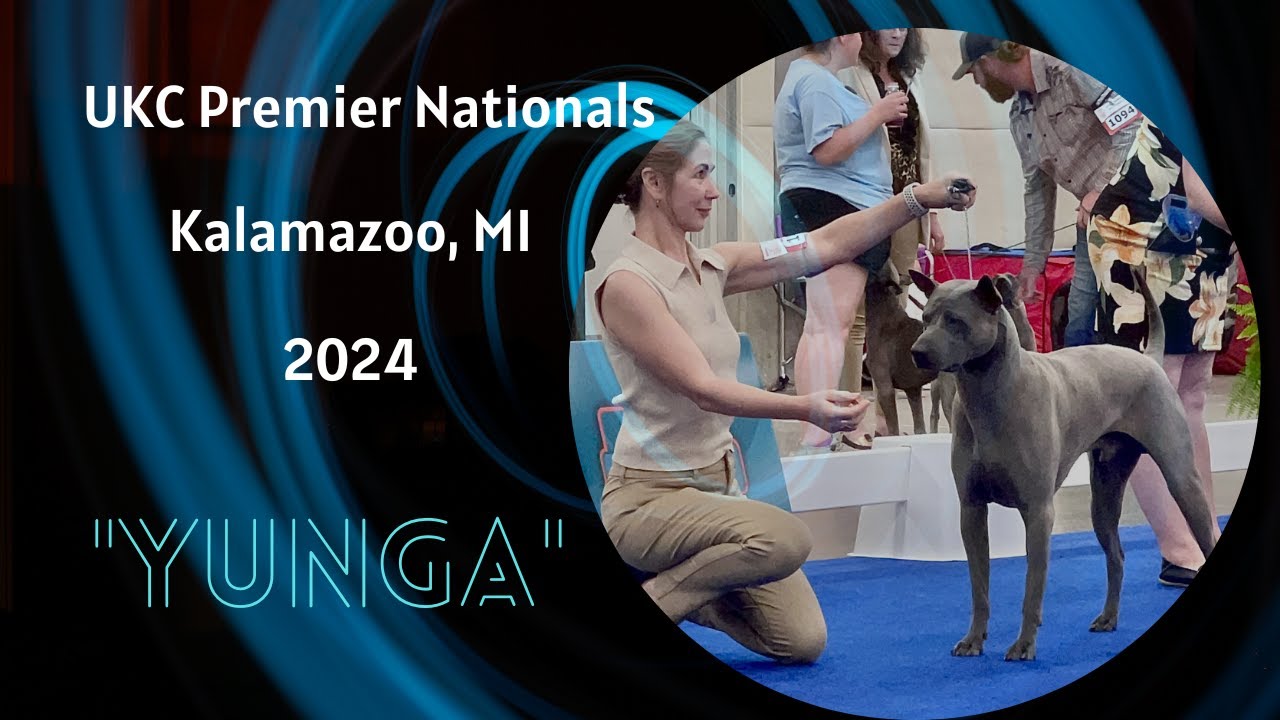 Thai Ridgeback Dog “Talisman Yunga Queenopolis” at UKC Premier Premier Nationals 2024 Kalamazoo, MI