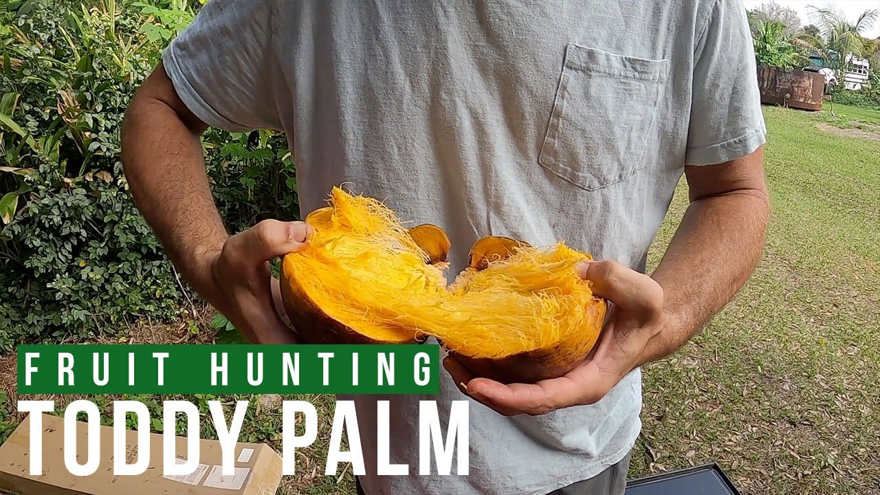 Taste Test: Toddy Palm (Palmyra Palm Fruit)