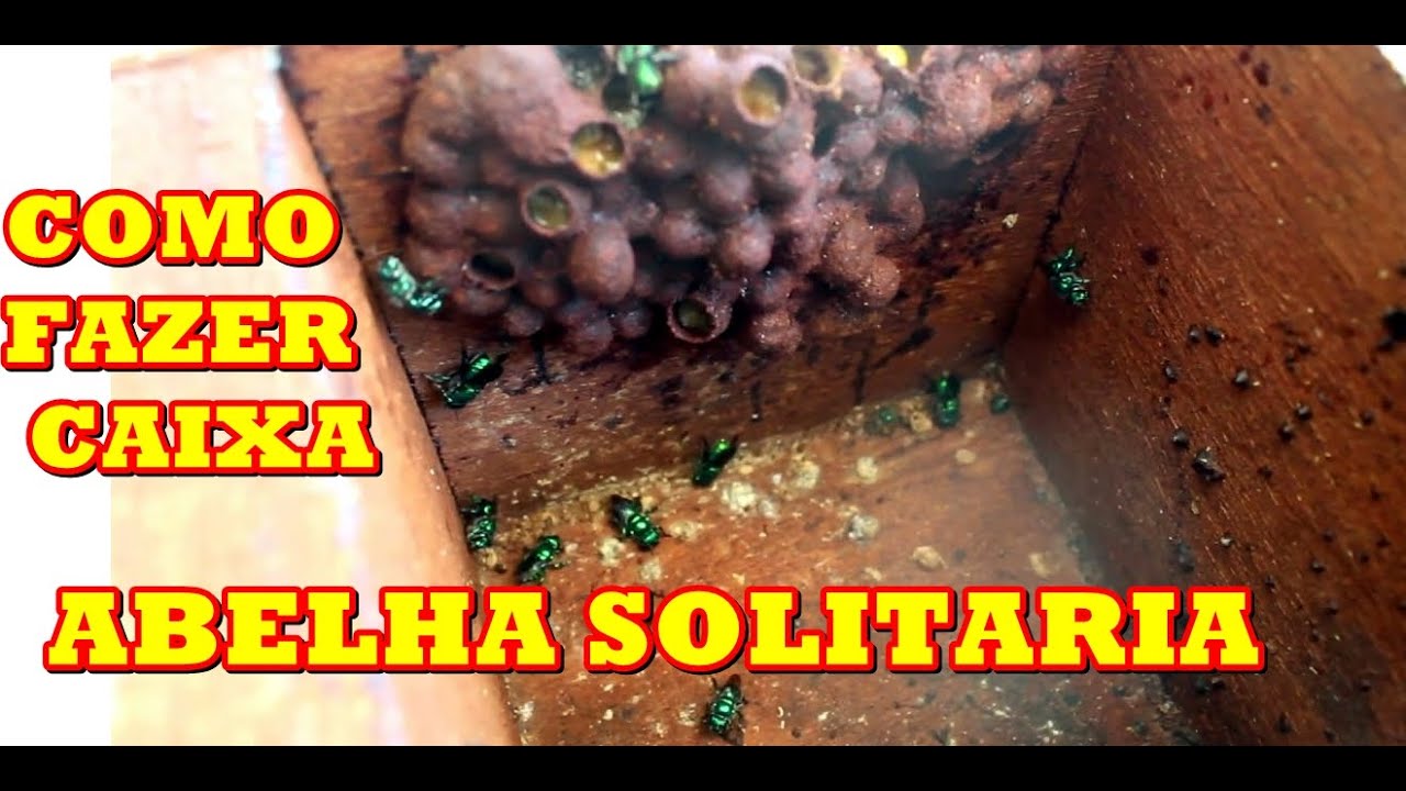 Como Fazer Moradia Para Abelha Verde Solitária Euglossa Bazinga e Centris Analis