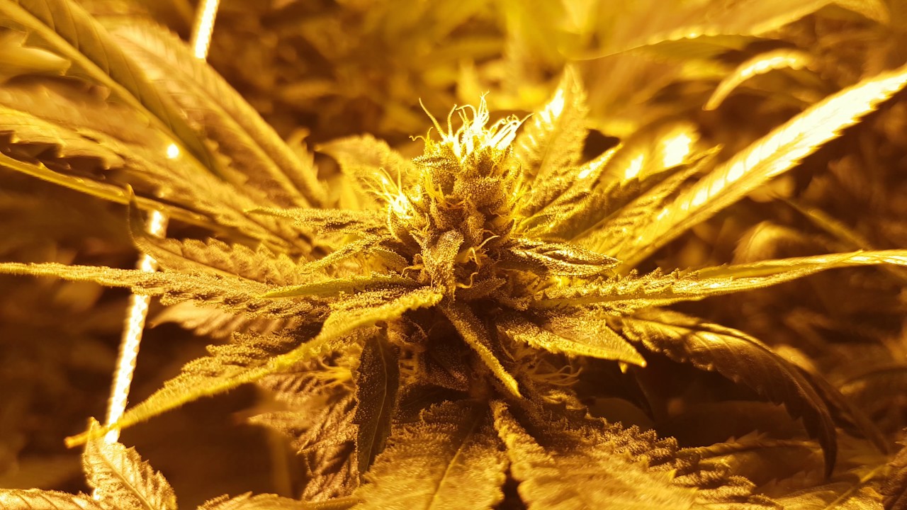 Skywalker OG Kush