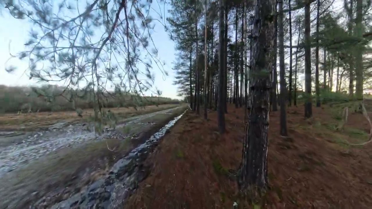 New Forest Walk 4K - Longdown - Winter Sunrise