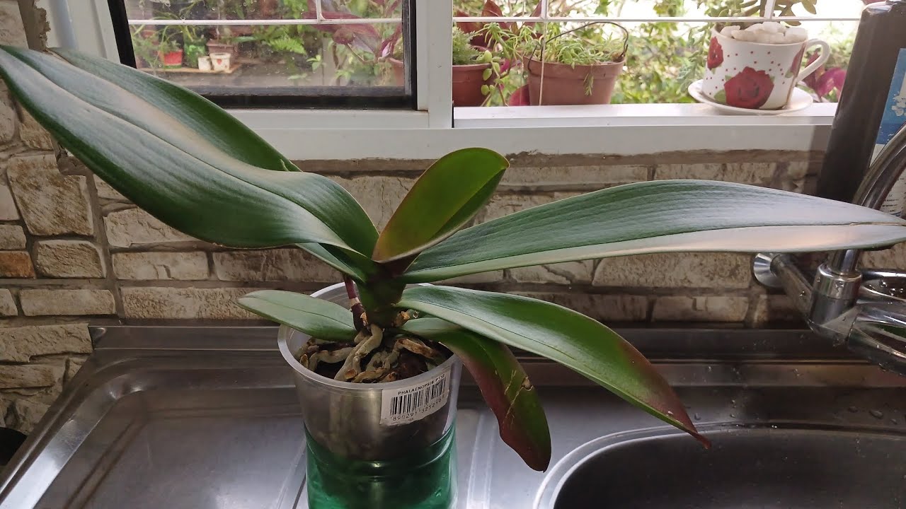 Semi-hidropônia para orquídea 