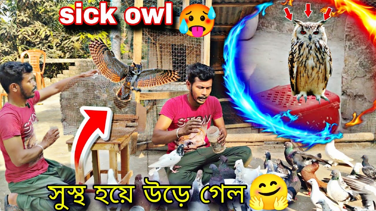 জালে আটকে ছিল এই বিরল পেঁচাটি, তারপর যা ঘটল... 😲#myworld #rescue