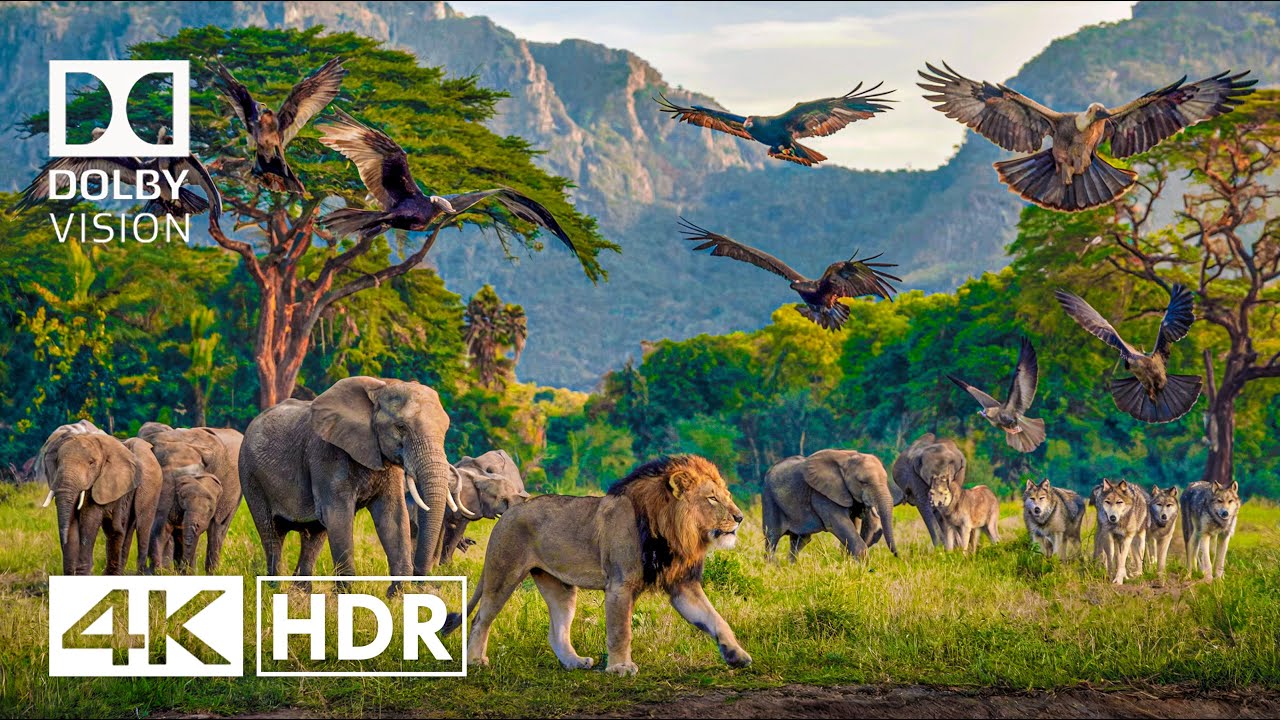Wild Animals in 4K Video - 4K HDR Dolby Vision