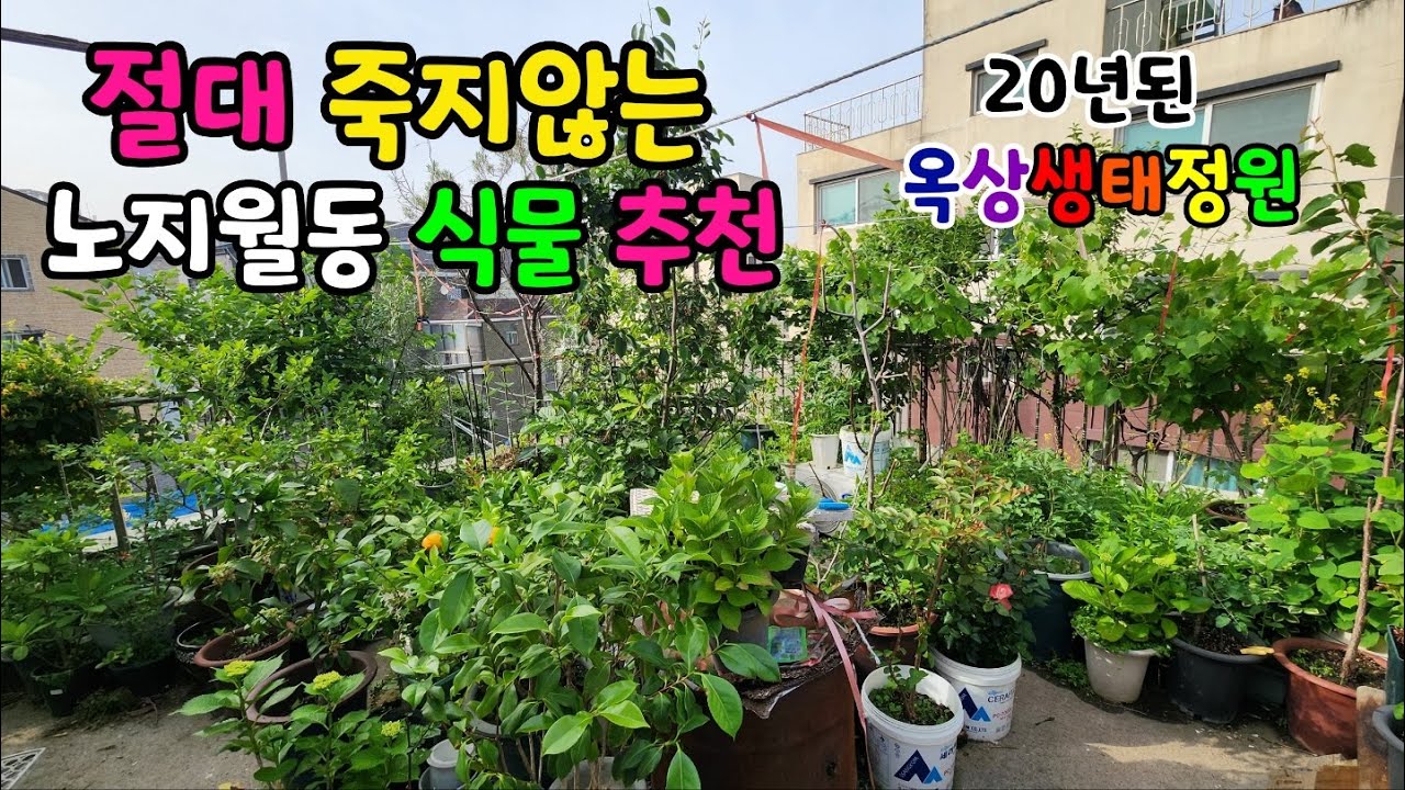 옥상정원 텃밭 화단 도시농부(생태정원) 노지월동 가능한 식물 꽃/추위에 강한 키우기 좋은 초화  야생화 숙근초 베리 유실수 추천/옥상 농사 나무 심기/정원 조경 꾸미기  관리 단점