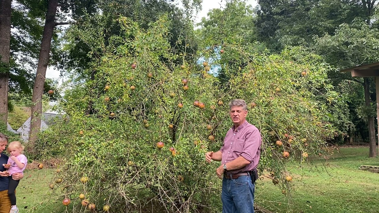 Pomegranate Trees Can Grow Here!