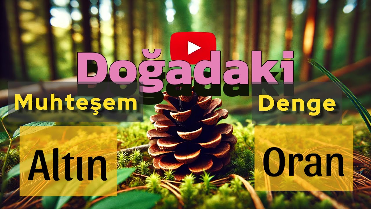 Doğanın Matematiksel Harikası: &Ccedil;am Kozalaklarında Altın Oran  #doğa #altınoran #fibonacci