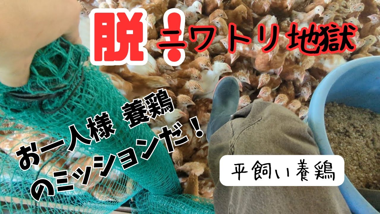 【平飼い養鶏】ニワトリ地獄を脱却せよ！