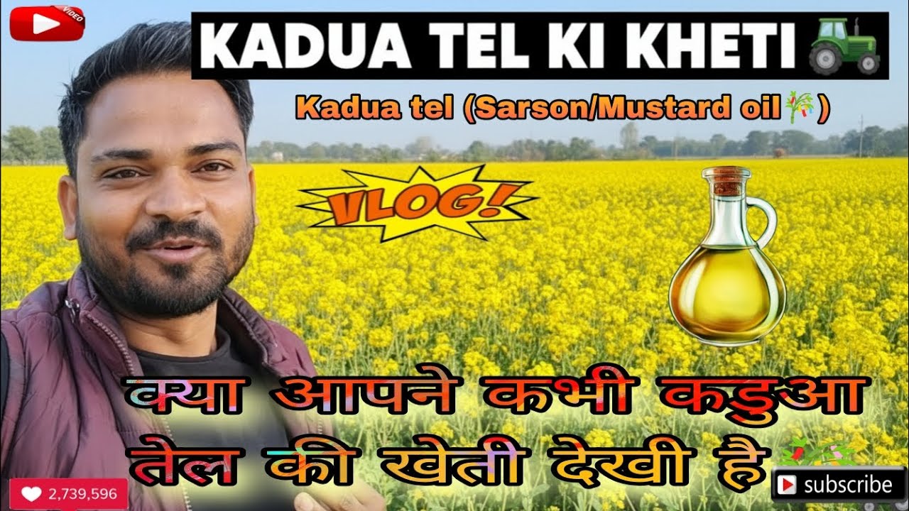 Kya aapne kabhi Kadua Tel ki aisi kheti dekhi hai? 🎋|| Kadua tel 🌿 Sarson 🍃 Mustard oil 🌱 ki kheti