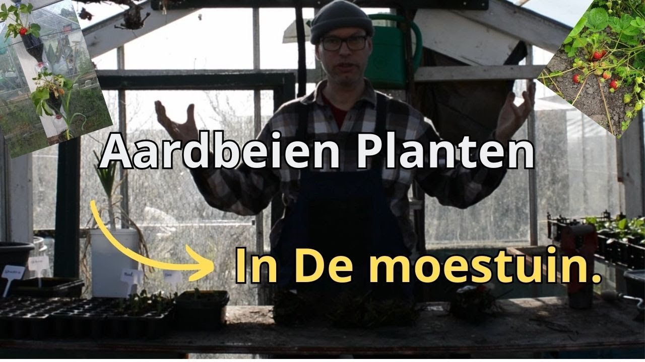 Aardbeien planten in maart.
