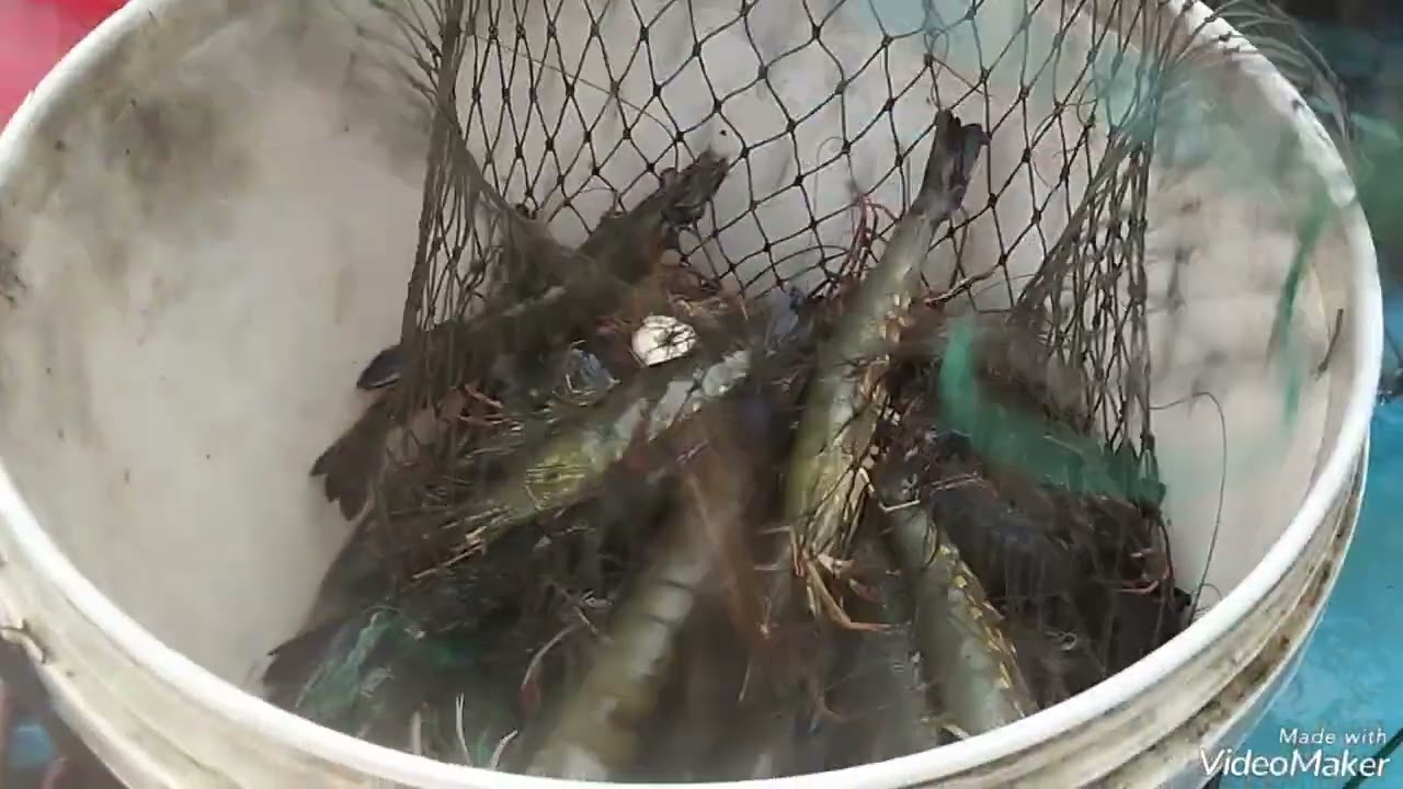 thu hoặch tôm sú nuôi quảng canh