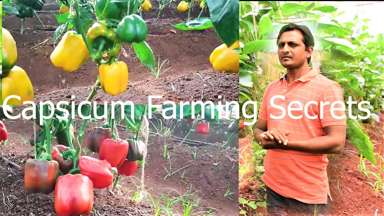 Secrets of Colour Capsicum farming in polyhouse for high profit  _Bidar_karnataka_indias farming