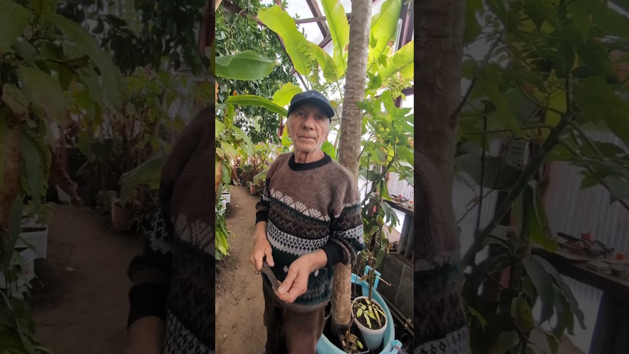 Sera de plante exotice din Alba Iulia: Nea Nelu crește banane, portocale și papaya la -10 grade