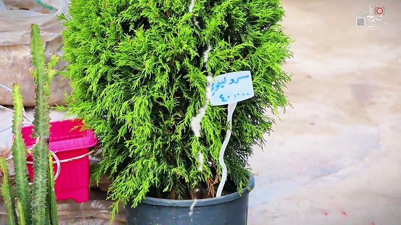 مشتل الفارس في البوعيثة عرب الگريجي