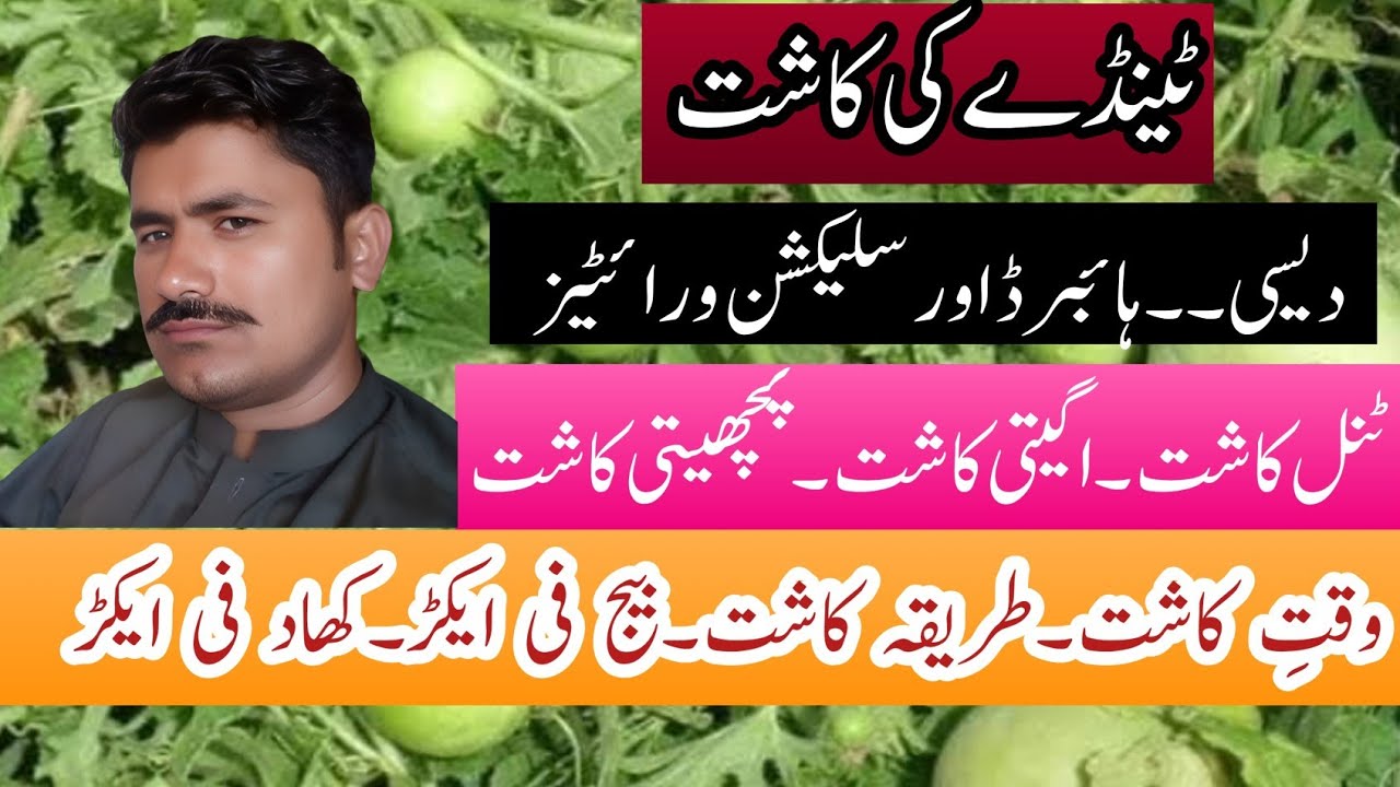 Tinda ki kasht ||| ٹینڈا کی کاشت ||| Apple Gourd ||| Agahi main baqah