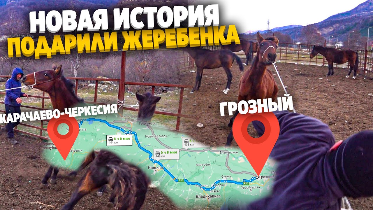 Поездка за Жеребеноком в Карачаево-Черкесию. Едем за Нашим подарком.