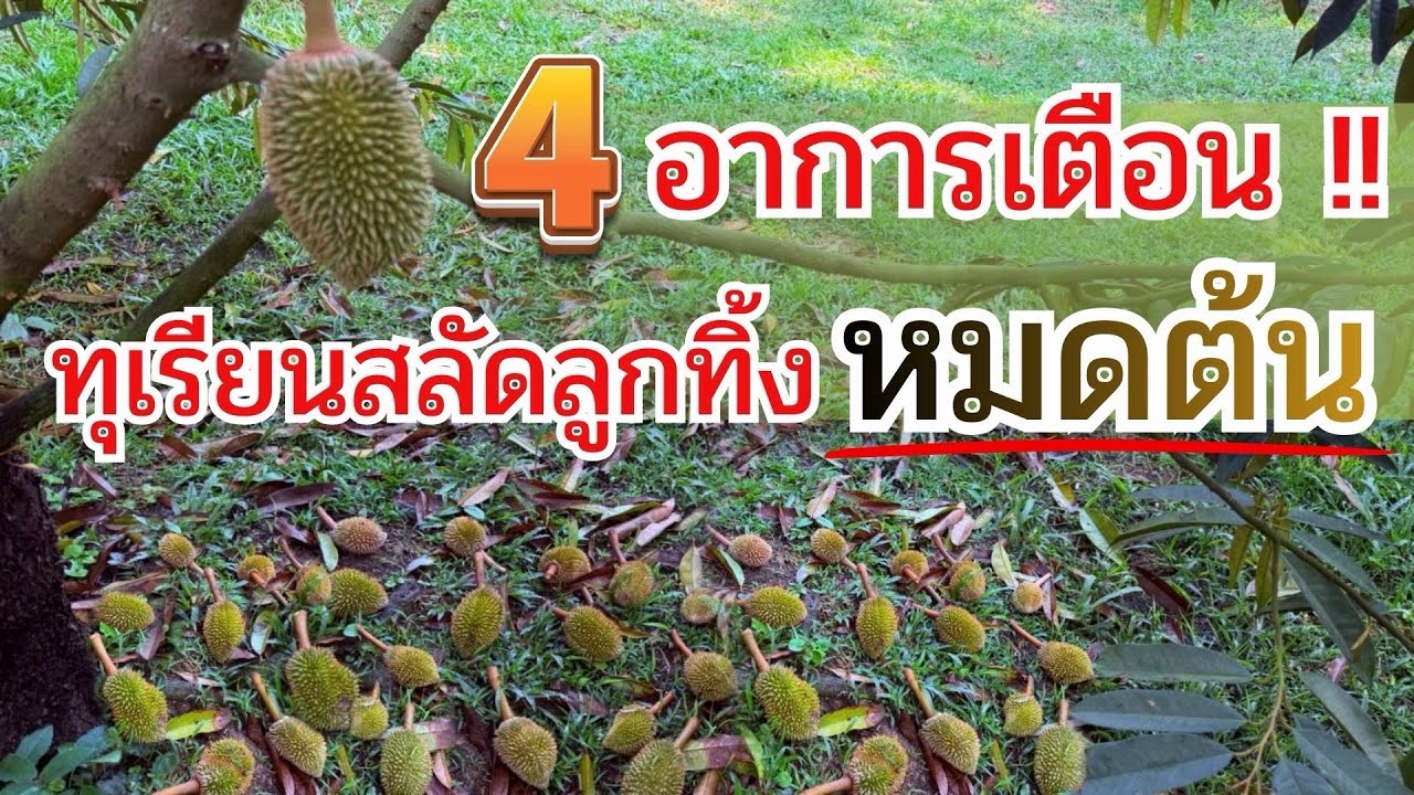 4 อาการเตือน!! ทุเรียนสลัดลูกทิ้งหมดต้น