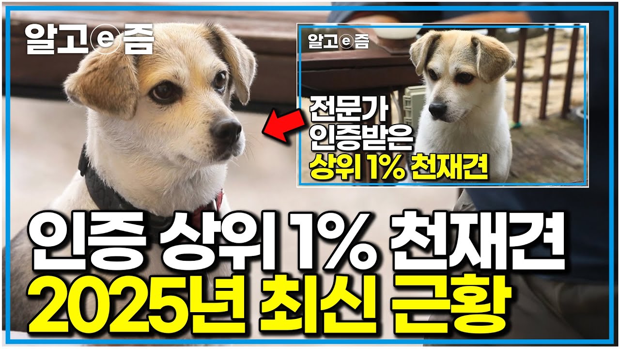 드디어 설쌤만난 대한민국 최고 천재견｜전문가 인증! 상위 1% 천재견의 2025년 근황｜세상에 나쁜 개는 없다｜알고e즘