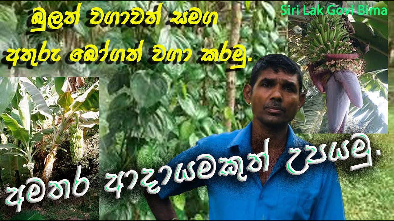 බුලත් සමග අතුරු බෝග#Bulath#Athuruboga#sirilakgovibima#sinhala