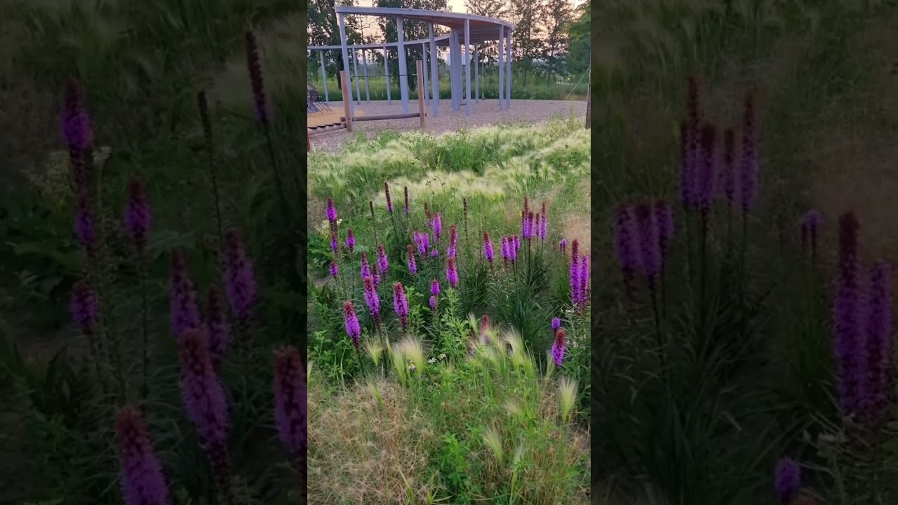 Beautiful plants for landscape design😊 Красивые растения для ландшафтного дизайна🤗