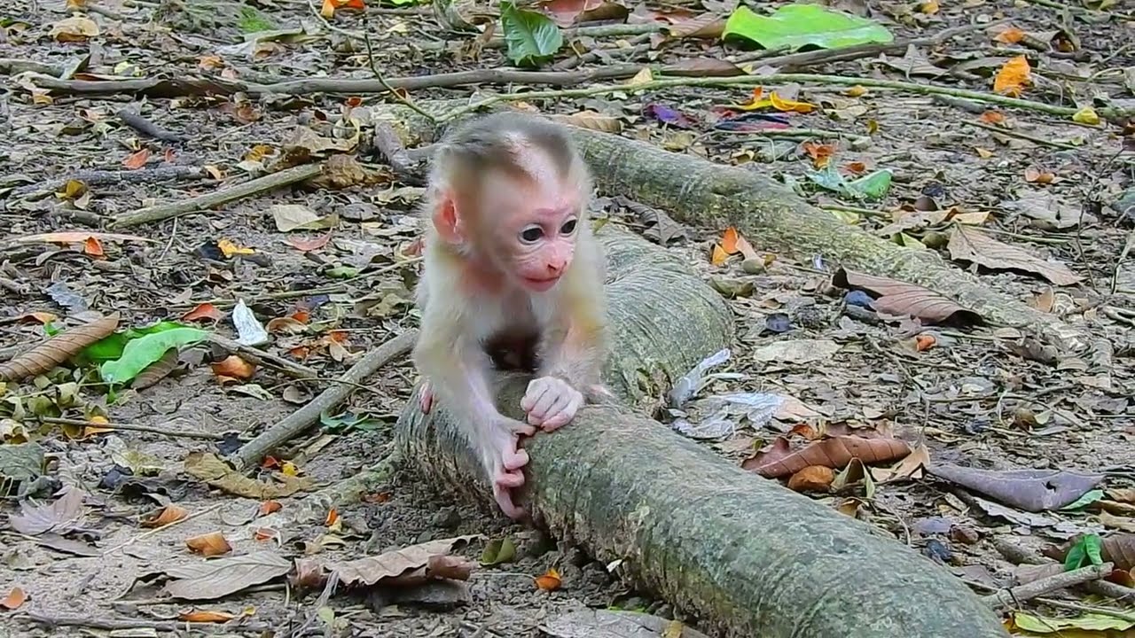 baby monkey learn to walk