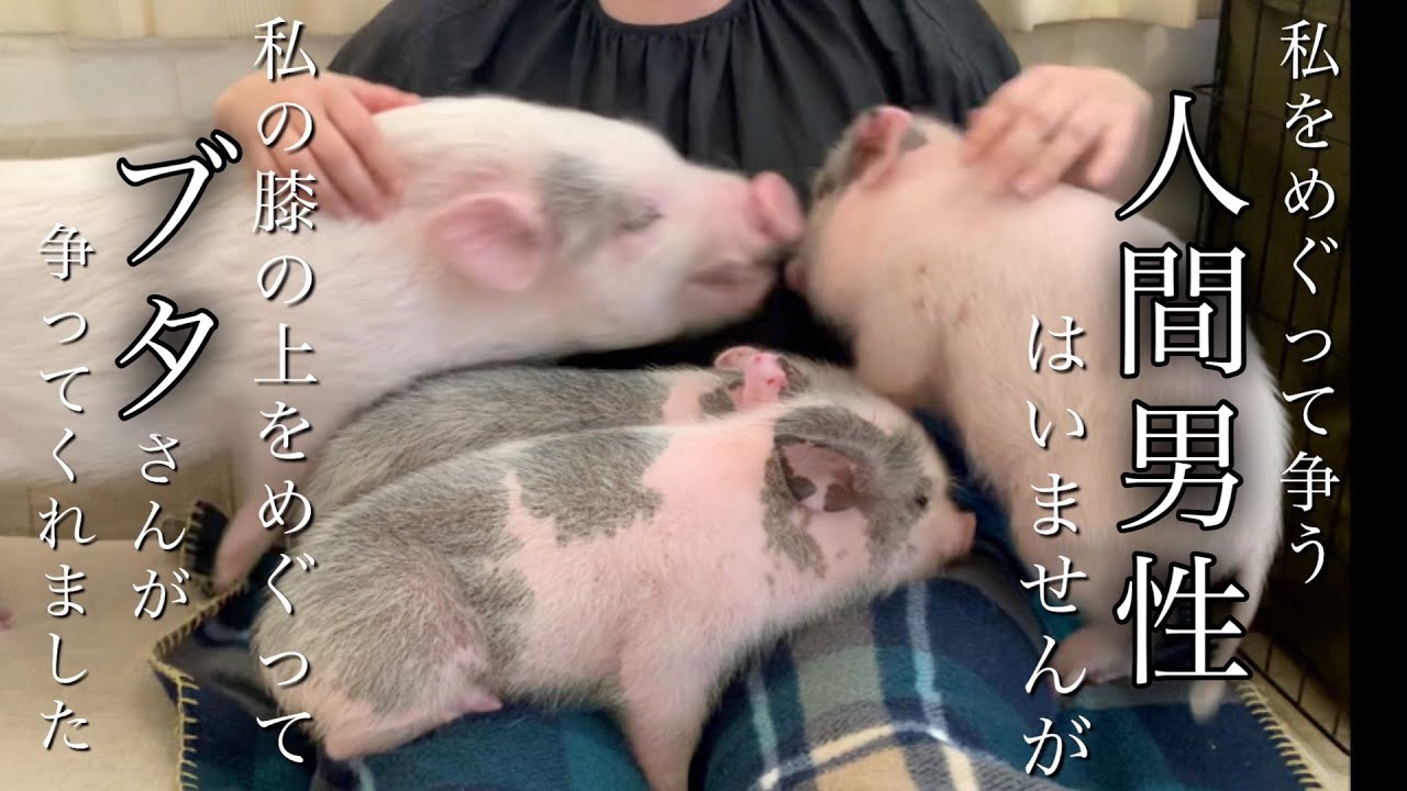 ［マイクロブタカフェ］mipig cafeへ行きました（東京・目黒）