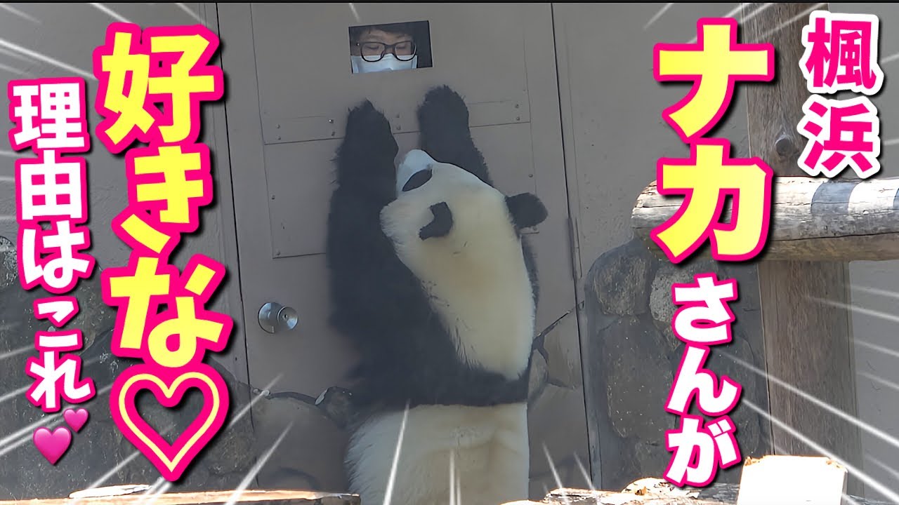 【パンダアイドル楓浜】コレを見れば分かるよ🐼ふうひんがナカ飼育員を慕う理由が♡