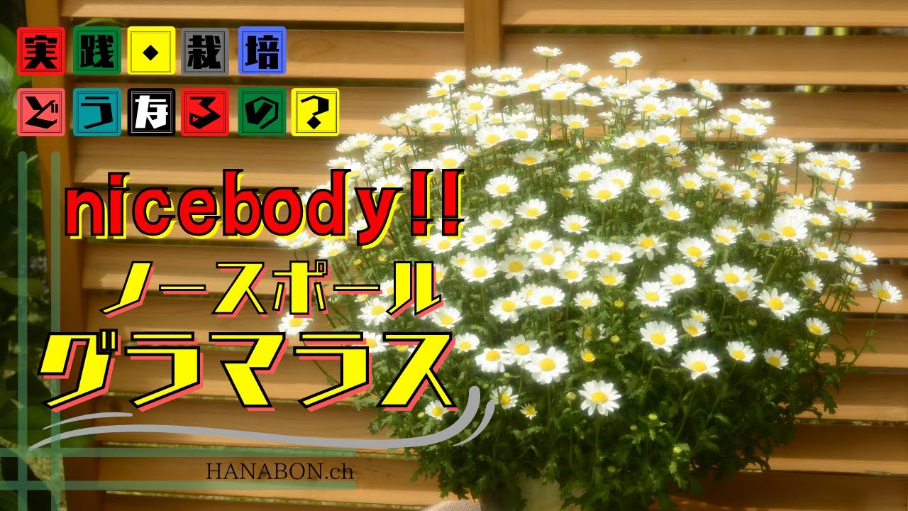 実践・栽培・どうなるの？【from present future？】グラマラスなノースポール出来ました!!【ノースポール】植え方・育て方【園芸】
