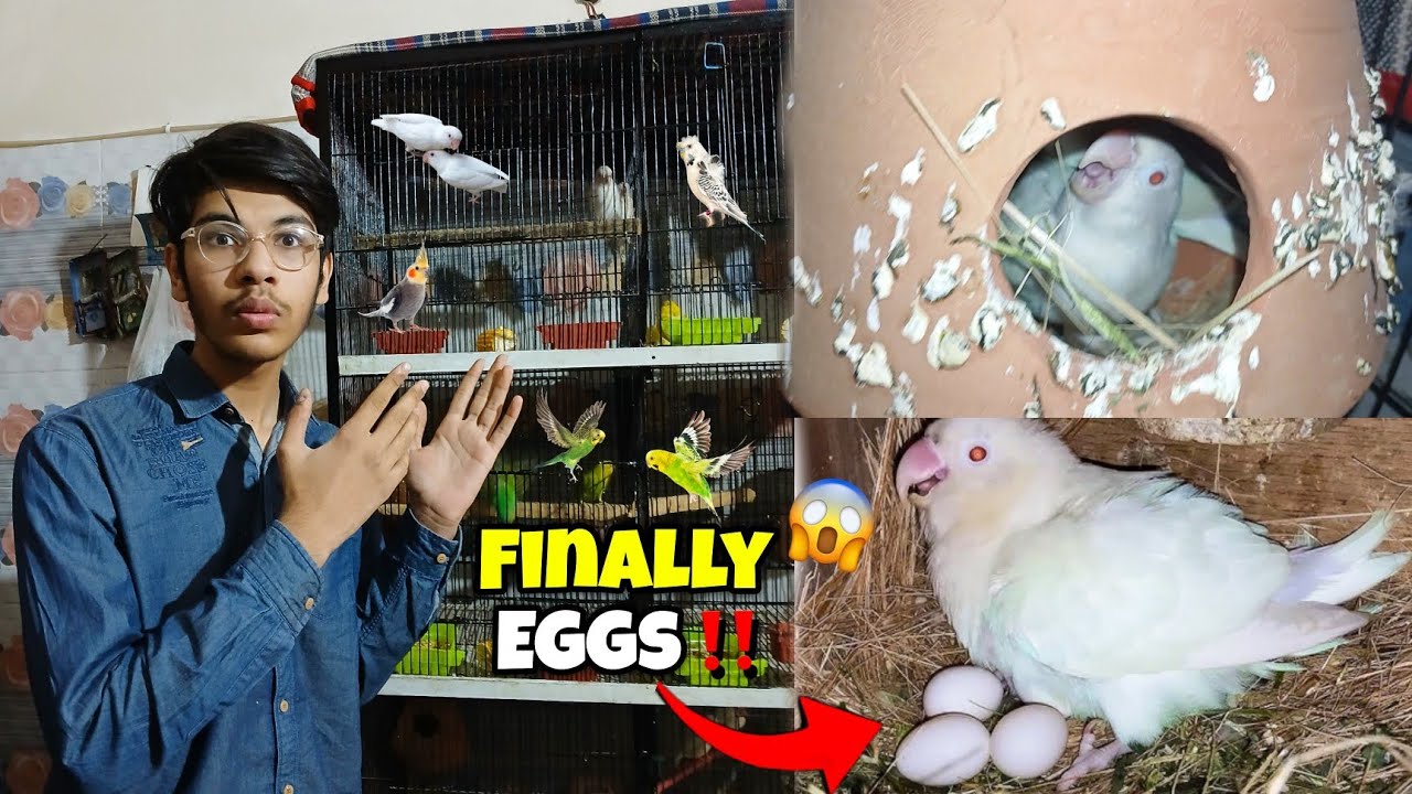 Surprise🥳 Albino Red Eyes Ne Eggs De Diye😍 || Budgies Baby Expired🥲