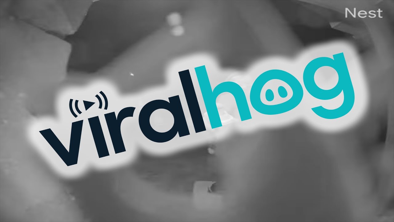 Suspected Thief Spray Paints Doorbell Camera || ViralHog