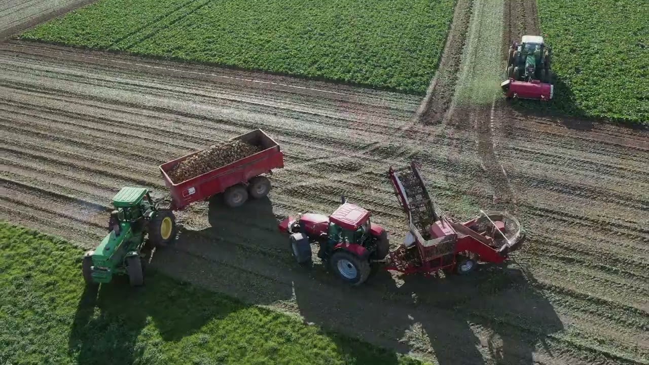 Deux tracteurs mythiques à la récolte des betteraves / Two legendary tractors at the beet harvest.