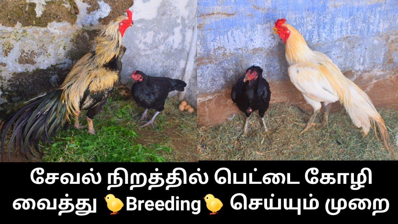 சேவலின் நிறத்திற்கு பெட்டைகோழி தேர்வு செய்யும் வழிகள்