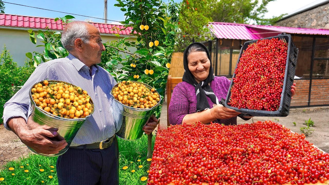 Смесь Урожая Черешни, Мушмулы и Красной Смородины! Делаем Варенье, Пироги и Компоты в Деревне!