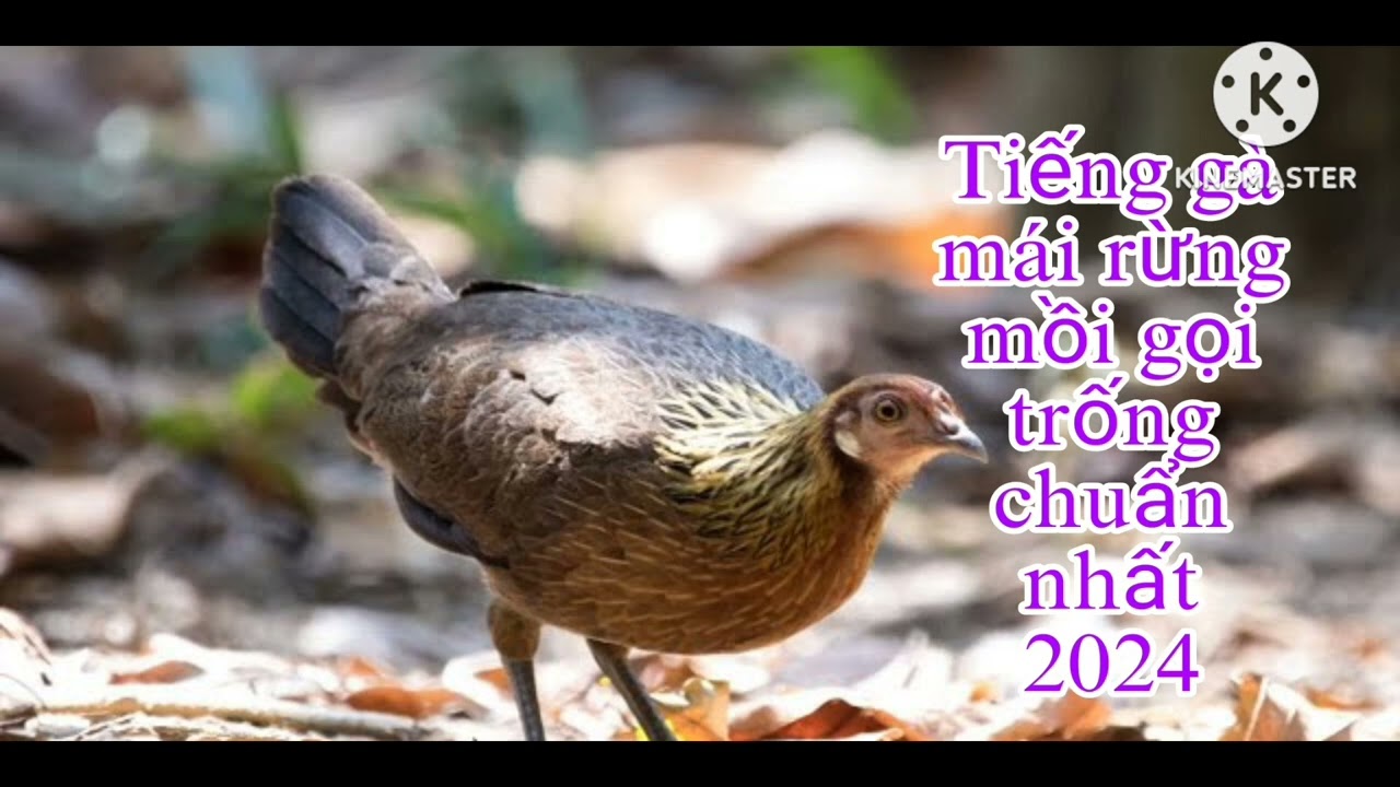 เสียงไก่ป่า
