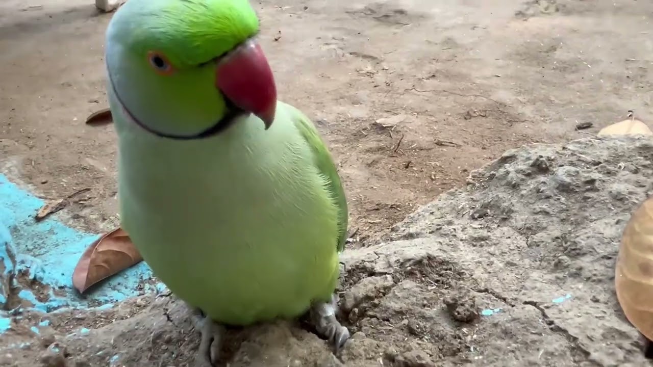 Mitthu💕😊🦜#teamfx #viralvideo #2025 #mitthu 