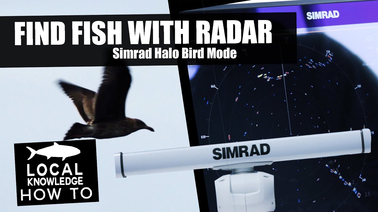 Find Fish with Radar - Simrad Halo Bird Mode!