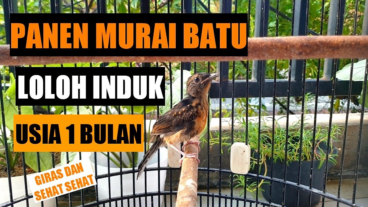 PANEN ANAKAN MURAI BATU TROTOL SUPER - LOLOH INDUK USIA 1 BULAN
