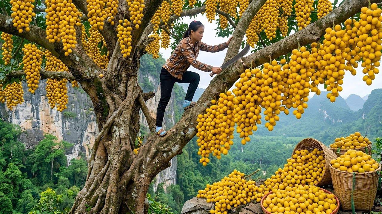 Harvesting 250+ Kg Of Wild Fruits On Mountains, Traditional Method Of Making Red Dragon Fruit Cake