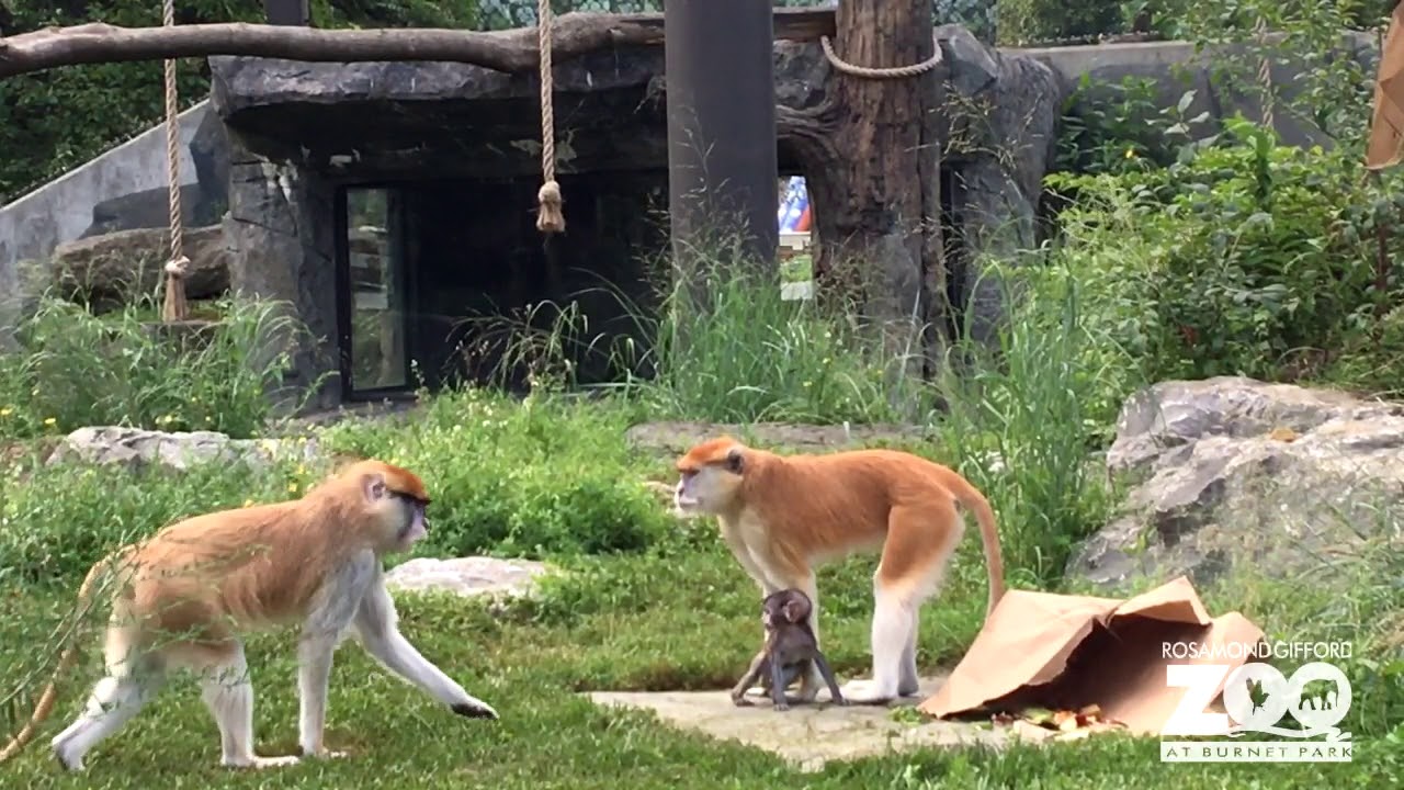 2018 Baby Patas Monkey Etta in Primate Park