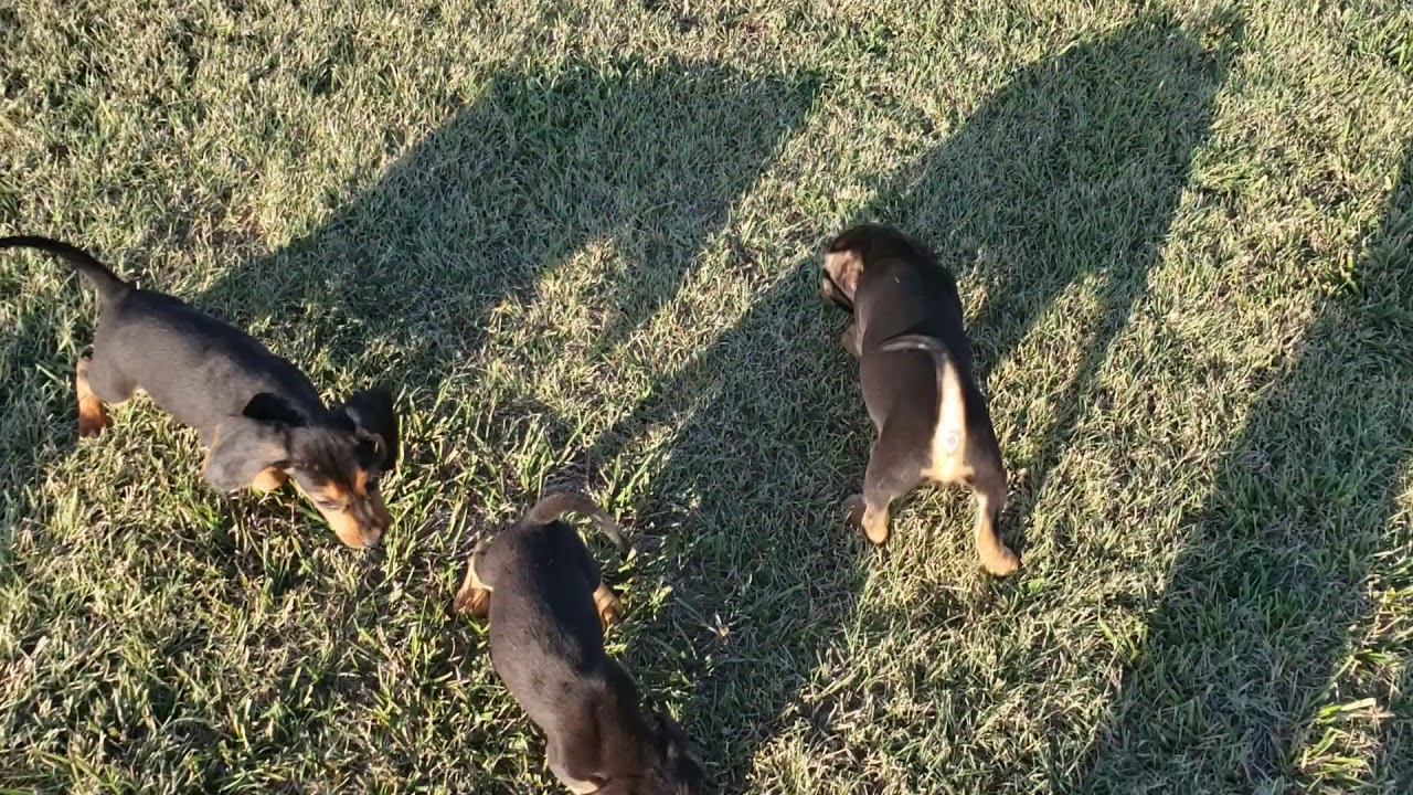 My Litter of Bramlett / Weircreek Cross  DOB 2 JULY 2021