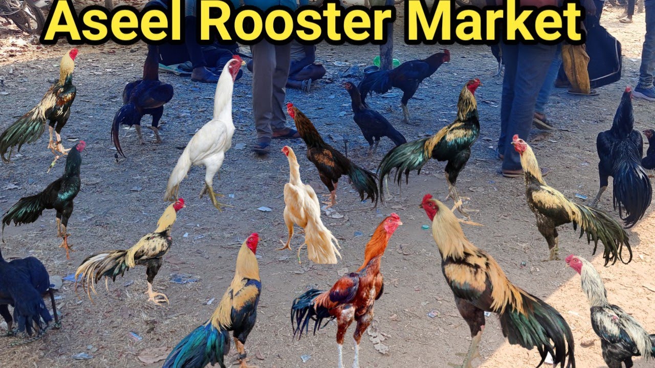 Murga hat haldipokar 🐓  rooster market 🛍 aseel murga market haldipokar || 2026