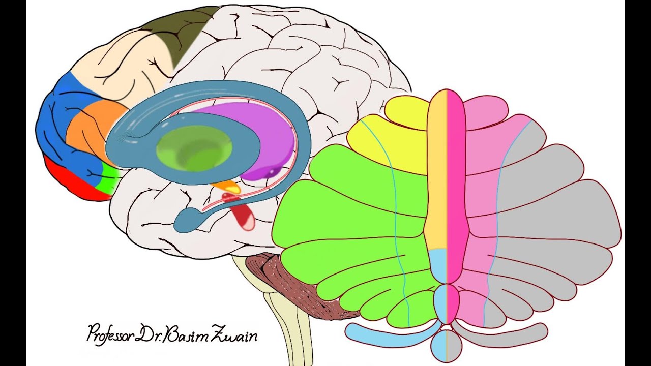 Neurophysiology: Basal Ganglia, Cerebellum and Prefrontal Cortex