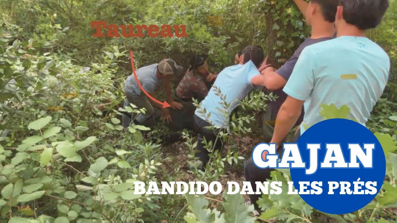 Grosse échappée ➡️ Bandido à Gajan 🇫🇷 03/05/25 Manade LERON & CLEMENT 👍🏼😁￼