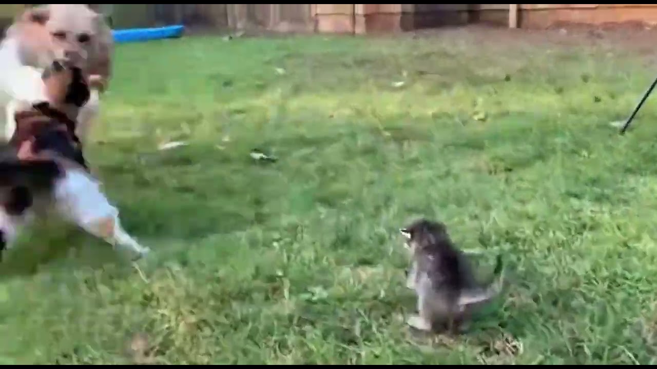 Mummy ne banaya Itna Bada Bubble 😳😱 cat rescue vlog 